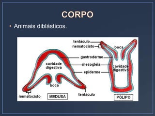 • Animais diblásticos.
 