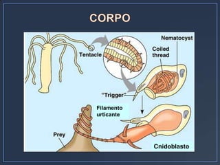 Filamento
urticante




            Cnidoblasto
 
