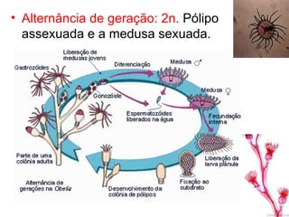 • Alternância de geração: 2n. Pólipo
  assexuada e a medusa sexuada.
 