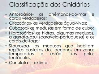 Cnidários | PPTX