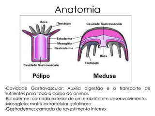 Anatomia

-Cavidade Gastrovascular: Auxilia digestão e o transporte de
nutrientes para todo o corpo do animal.
-Ectoderme:...