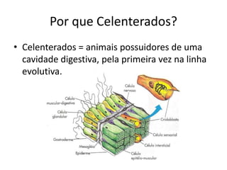 Por que Celenterados?
• Celenterados = animais possuidores de uma
cavidade digestiva, pela primeira vez na linha
evolutiva.
 