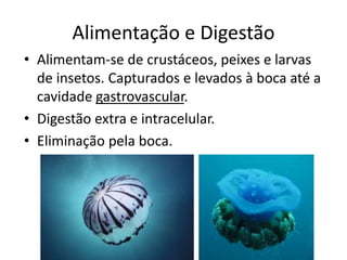 Alimentação e Digestão
• Alimentam-se de crustáceos, peixes e larvas
de insetos. Capturados e levados à boca até a
cavidade gastrovascular.
• Digestão extra e intracelular.
• Eliminação pela boca.
 