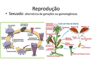 Reprodução
• Sexuada: alternância de gerações ou gametogênese.
 