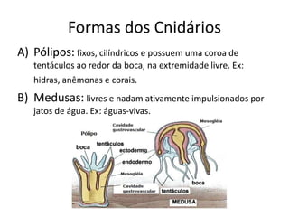 Formas dos Cnidários
A) Pólipos: fixos, cilíndricos e possuem uma coroa de
tentáculos ao redor da boca, na extremidade liv...
