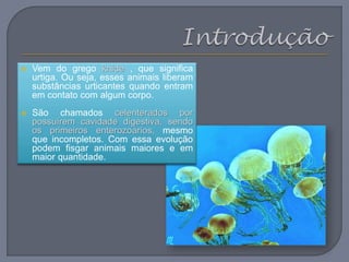  Vem do grego knide , que significa
urtiga. Ou seja, esses animais liberam
substâncias urticantes quando entram
em contato com algum corpo.
 São chamados celenterados por
possuírem cavidade digestiva, sendo
os primeiros enterozoários, mesmo
que incompletos. Com essa evolução
podem fisgar animais maiores e em
maior quantidade.
 
