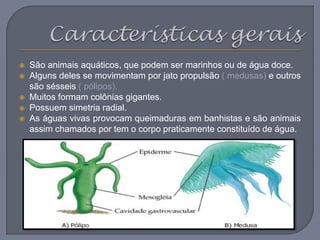  São animais aquáticos, que podem ser marinhos ou de água doce.
 Alguns deles se movimentam por jato propulsão ( medusas) e outros
são sésseis ( pólipos).
 Muitos formam colônias gigantes.
 Possuem simetria radial.
 As águas vivas provocam queimaduras em banhistas e são animais
assim chamados por tem o corpo praticamente constituído de água.
Os recifes de corais
Os recifes de corais são constituídos por pequenos animais que se sobrepõe.
Os mais antigos que morrem deixam uma estrutura calcária. Assim, os corais
podem se estender por muitos metros.
Muitos recifes são responsáveis por dar proteção à diversas espécies.
As zooxantelas são microalgas responsáveis por nutrir os corais e dar-lhes as
cores características. Em ambientes inóspitos, abandonam o corpo dos recifes e
ocorre o chamado branqueamento dos corais
 