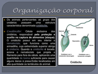  Os animais pertencentes ao grupo dos
cnidários possuem uma estrutura
característica denominada cnidócito.
 Cnidócito: Célula exclusiva dos
cnidários, responsável pela proteção e
auxilio na captura de alimentos (ataque).
O cnidócito possui em seu interior o
nematocisto, que funciona como uma
armadilha, cuja extremidade superior abrigo
o cnidocíio. Quando o cnidócílio é tocado,
aciona o nematocisto que projeta o
filamento para fora da célula, aplicando uma
quantidade de toxina suficiente para causar
alguns danos à presa.Estão localizados em
alta quantidade os tentáculos do animal.
 