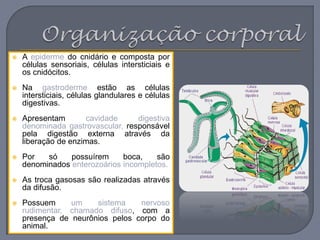  A epiderme do cnidário e composta por
células sensoriais, células intersticiais e
os cnidócitos.
 Na gastroderme estão as células
intersticiais, células glandulares e células
digestivas.
 Apresentam cavidade digestiva
denominada gastrovascular, responsável
pela digestão externa através da
liberação de enzimas.
 Por só possuírem boca, são
denominados enterozoários incompletos.
 As troca gasosas são realizadas através
da difusão.
 Possuem um sistema nervoso
rudimentar, chamado difuso, com a
presença de neurônios pelos corpo do
animal.
 