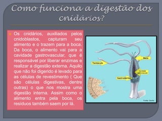  Os cnidários, auxiliados pelos
cnidoblastos, capturam seu
alimento e o trazem para a boca.
Da boca, o alimento vai para a
cavidade gastrovascular, que é
responsável por liberar enzimas e
realizar a digestão externa. Aquilo
que não foi digerido é levado para
as células de revestimento ( Que
são células digestivas, dentre
outras) o que nos mostra uma
digestão interna. Assim como o
alimento entra pela boca, os
resíduos também saem por lá.
 