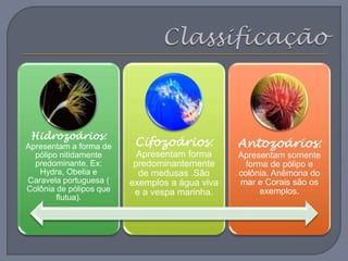 Hidrozoários:
Apresentam a forma de
pólipo nitidamente
predominante. Ex:
Hydra, Obelia e
Caravela portuguesa (
Colônia de pólipos que
flutua).
Cifozoários:
Apresentam forma
predominantemente
de medusas .São
exemplos a água viva
e a vespa marinha.
Antozoários:
Apresentam somente
forma de pólipo e
colônia. Anêmona do
mar e Corais são os
exemplos.
 