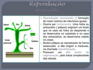  Reprodução assexuada: ( formação
de maior número de indivíduos iguais)
 Ocorre por brotamento. Uma hidra ou
antozoário ( pólipos) originam um broto
que no caso da hidra se desprende e
se desenvolve no substrato e no caso
dos antozoários, se desenvolve colado
no corpo.
 Muitos pólipos se reproduzem de forma
assexuada e dão origem a medusas,
na chamada estrobilização.
 Possuem um alto poder de
regeneração, pela baixa complexidade
das células.
 
