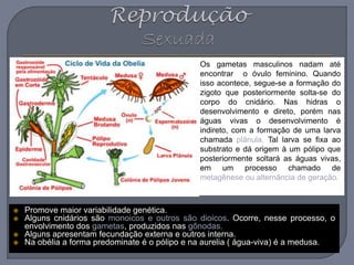 Os gametas masculinos nadam até
encontrar o óvulo feminino. Quando
isso acontece, segue-se a formação do
zigoto que posteriormente solta-se do
corpo do cnidário. Nas hidras o
desenvolvimento e direto, porém nas
águas vivas o desenvolvimento é
indireto, com a formação de uma larva
chamada plânula. Tal larva se fixa ao
substrato e dá origem à um pólipo que
posteriormente soltará as águas vivas,
em um processo chamado de
metagênese ou alternância de geração.
 Promove maior variabilidade genética.
 Alguns cnidários são monoicos e outros são dioicos. Ocorre, nesse processo, o
envolvimento dos gametas, produzidos nas gônodas.
 Alguns apresentam fecundação externa e outros interna.
 Na obélia a forma predominate é o pólipo e na aurelia ( água-viva) é a medusa.
 
