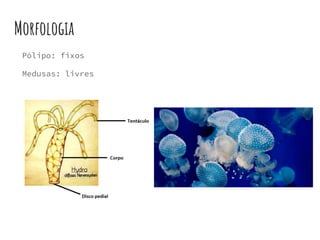 Morfologia
Pólipo: fixos
Medusas: livres
 