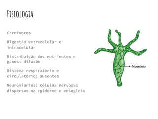 Fisiologia
Carnívoros
Digestão extracelular e
intracelular
Distribuição dos nutrientes e
gases: difusão
Sistema respiratório e
circulatório: ausentes
Neuromiários: células nervosas
dispersas na epiderme e mesogleia
 
