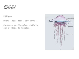 Hidrozoa
Pólipos
Hidra: água doce; solitária.
Caravela ou Physalia: colônia
com divisão de funções.
 
