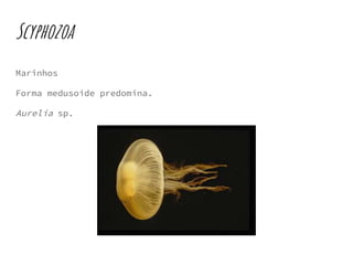 Scyphozoa
Marinhos
Forma medusoide predomina.
Aurelia sp.
 