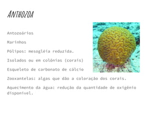 Anthozoa
Antozoários
Marinhos
Pólipos: mesogléia reduzida.
Isolados ou em colônias (corais)
Esqueleto de carbonato de cálcio
Zooxantelas: algas que dão a coloração dos corais.
Aquecimento da água: redução da quantidade de oxigênio
disponível.
 