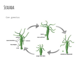 Sexuada
Com gametas
 