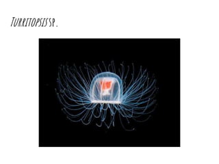 Turritopsis sp.
 