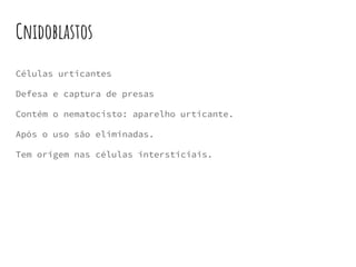 Cnidoblastos
Células urticantes
Defesa e captura de presas
Contém o nematocisto: aparelho urticante.
Após o uso são eliminadas.
Tem origem nas células intersticiais.
 