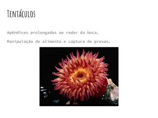 Tentáculos
Apêndices prolongados ao redor da boca.
Manipulação do alimento e captura de presas.
 