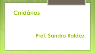 Prof. Sandro Baldez
Cnidários
 