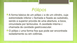 Pólipos
 A forma básica de um pólipo é a de um cilindro, cuja
extremidade inferior é fechada e fixada ao substrato,
sendo...
