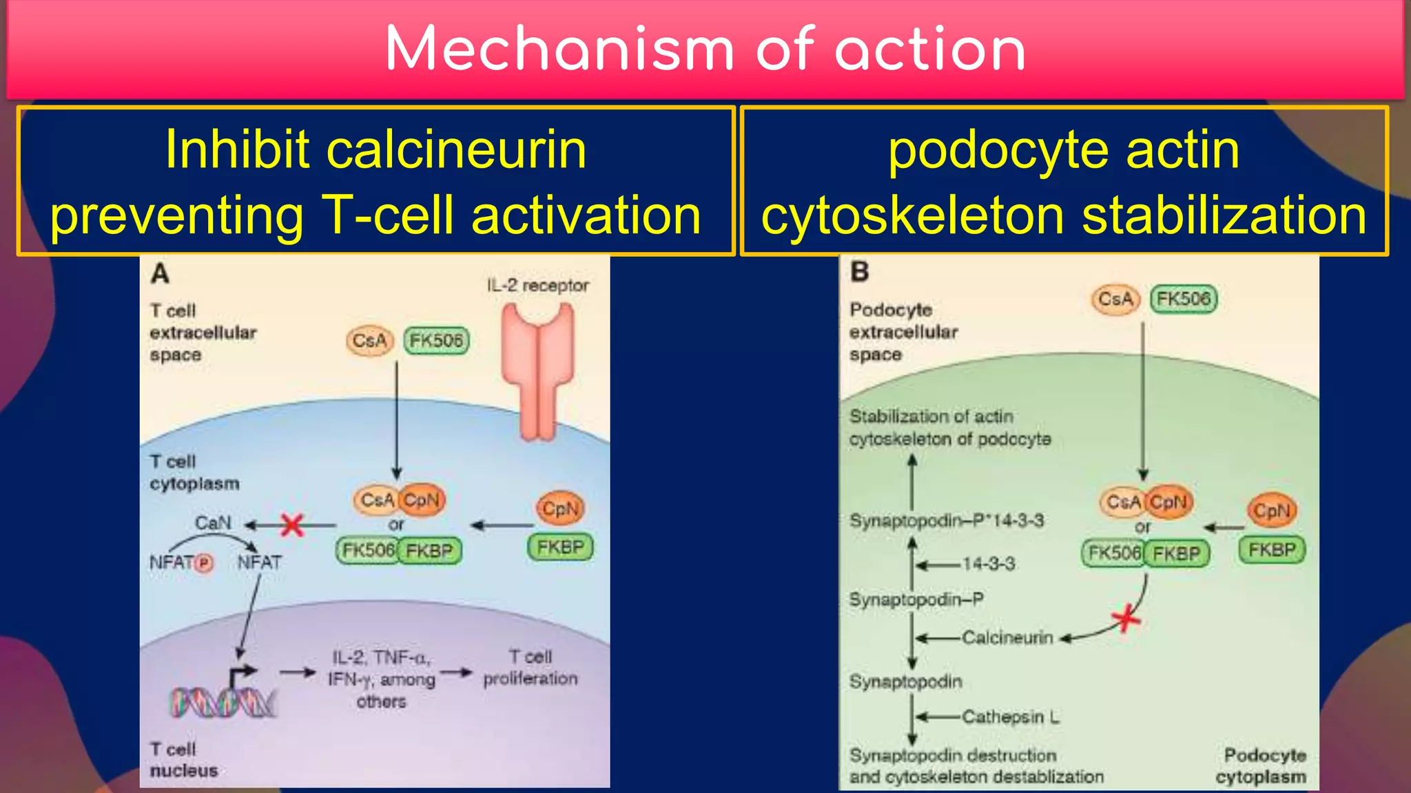 Calcineurin inhibitors in lupus nephritis | PPTX