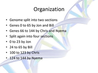 Organization
•   Genome split into two sections
•   Genes 0 to 65 by Jon and Bill
•   Genes 66 to 144 by Chris and Nyema
•   Split again into four sections
•   0 to 23 by Jon
•   24 to 65 by Bill
•   100 to 123 by Chris
•   124 to 144 by Nyema
 