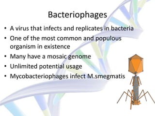 Bacteriophages
• A virus that infects and replicates in bacteria
• One of the most common and populous
  organism in existence
• Many have a mosaic genome
• Unlimited potential usage
• Mycobacteriophages infect M.smegmatis
 