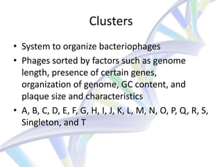Clusters
• System to organize bacteriophages
• Phages sorted by factors such as genome
  length, presence of certain genes,
  organization of genome, GC content, and
  plaque size and characteristics
• A, B, C, D, E, F, G, H, I, J, K, L, M, N, O, P, Q, R, S,
  Singleton, and T
 