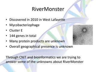 RiverMonster
•   Discovered in 2010 in West Lafayette
•   Mycobacteriophage
•   Cluster E
•   144 genes in total
•   Many protein products are unknown
•   Overall geographical presence is unknown

Through CNIT and bioinformatics we are trying to
answer some of the unknowns about RiverMonster
 