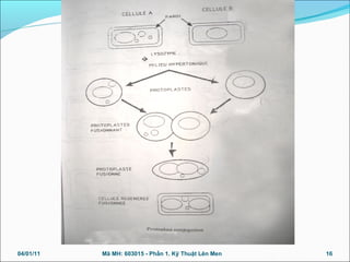 04/01/11 16Mã MH: 603015 - Phần 1. Kỹ Thuật Lên Men
 