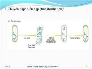 + Chuyển nạp/ biến nạp (transformation):
04/01/11 17Mã MH: 603015 - Phần 1. Kỹ Thuật Lên Men
 