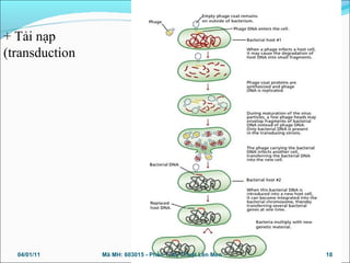 04/01/11 18Mã MH: 603015 - Phần 1. Kỹ Thuật Lên Men
+ Tải nạp
(transduction
 