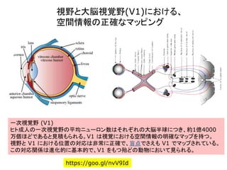 一次視覚野 (V1)
ヒト成人の一次視覚野の平均ニューロン数はそれぞれの大脳半球につき、約1億4000
万個ほどであると見積もられる。V1 は視覚における空間情報の明確なマップを持つ。
視野と V1 における位置の対応は非常に正確で、盲点でさえも V1 でマップされている。
この対応関係は進化的に基本的で、V1 をもつ殆どの動物において見られる。
https://goo.gl/nvV9Id
視野と大脳視覚野(V1)における、
空間情報の正確なマッピング
 