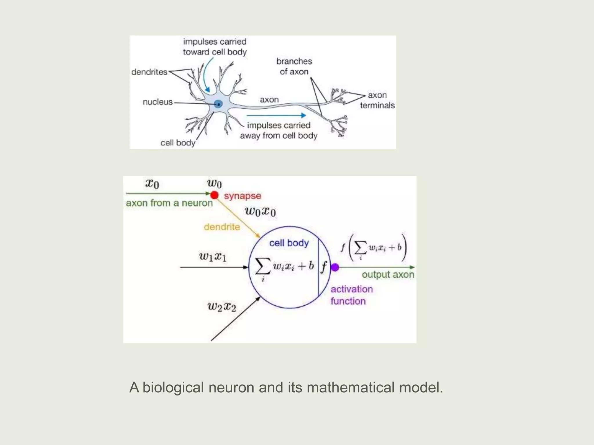 A biological neuron and its mathematical model.
 