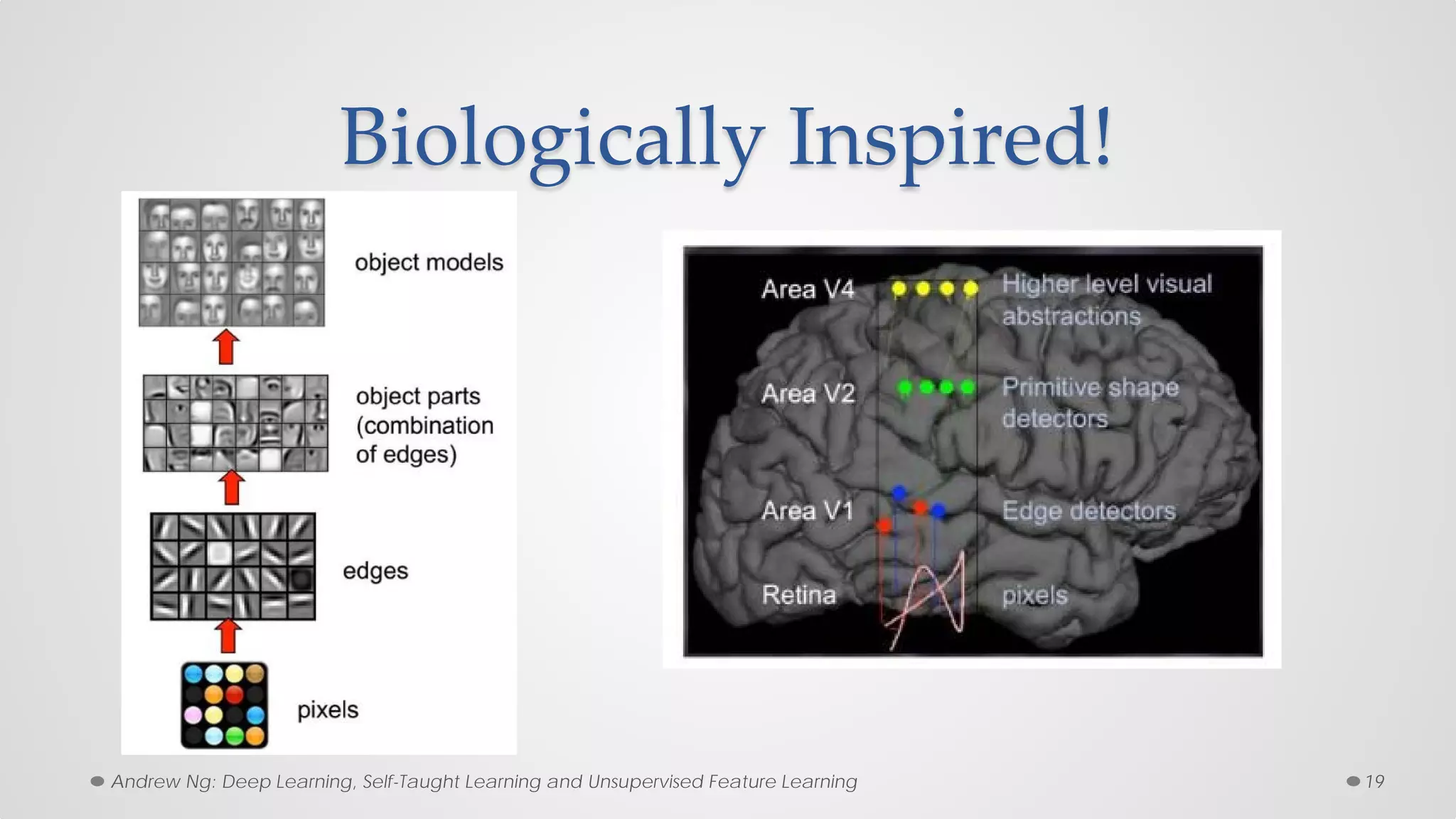 Biologically Inspired!
19Andrew Ng: Deep Learning, Self-Taught Learning and Unsupervised Feature Learning
 