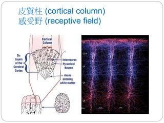 皮質柱 (cortical column)
感受野 (receptive field)
 
