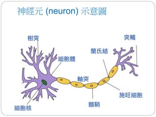 神經元 (neuron) 示意圖
 