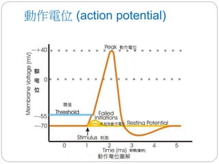 動作電位 (action potential)
 