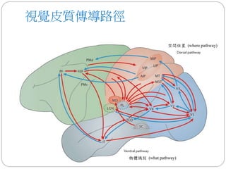 視覺皮質傳導路徑
空間位置 (where pathway)
物體識別 (what pathway)
 