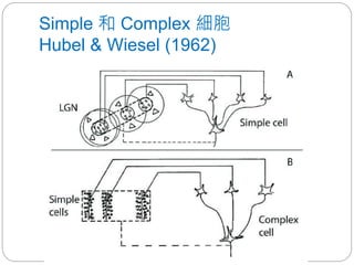 Simple 和 Complex 細胞
Hubel & Wiesel (1962)
 
