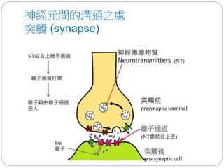 神經元間的溝通之處
突觸 (synapse)
 