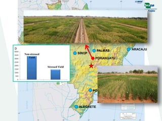 Embrapa rice and beans as a hub for the Embrapa network