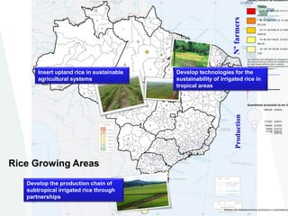 Embrapa rice and beans as a hub for the Embrapa network