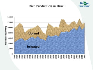 Embrapa rice and beans as a hub for the Embrapa network