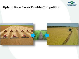 Embrapa rice and beans as a hub for the Embrapa network