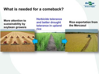 Embrapa rice and beans as a hub for the Embrapa network